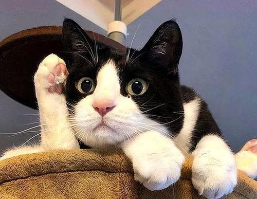 奶牛猫吃瓜的视频,萌态十足引网友热议