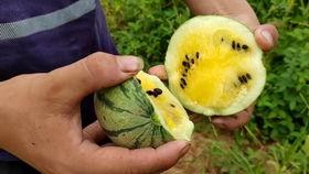 肖公子在线吃瓜视频,揭秘娱乐圈幕后故事