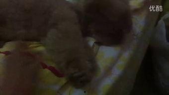 吃羊瓜的小视频,短视频带你领略独特风味