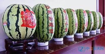 硒砂瓜怎么吃最好吃呢视频