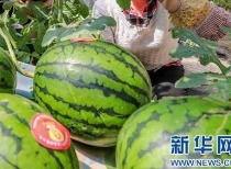 淄川吃瓜曝光最新消息视频,最新视频曝光，真相究竟如何？