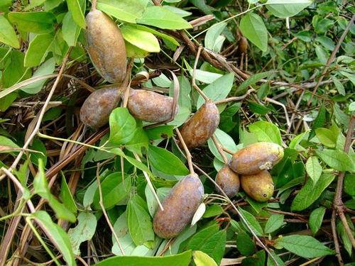 下午吃八月瓜视频,午后悠闲时光的甜蜜邂逅