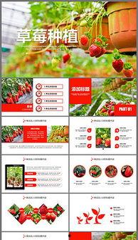 吃瓜宣传视频素材下载免费,免费下载吃瓜宣传视频，尽享夏日清凉时刻