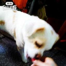 佛手瓜能不能给狗吃呀视频,狗狗饮食中的安全选择吗？