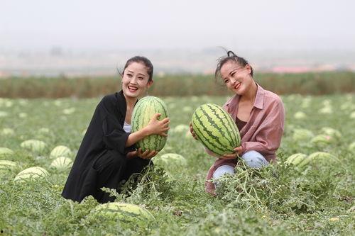 石头瓜怎么吃视频