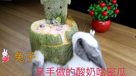 给小兔子吃哈密瓜视频播放,哈密瓜美食分享
