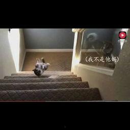 吃瓜从楼梯上摔下去视频,吃瓜群众意外摔落瞬间回顾