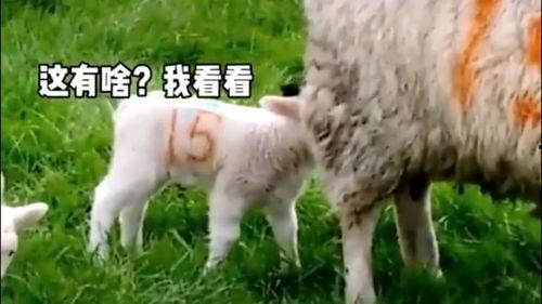 网红吃瓜小羊没烦恼吃瓜网视频,揭秘吃瓜网热门视频背后的故事