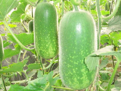 珠宝直播间吃瓜视频大全,珠宝直播间吃瓜视频大盘点