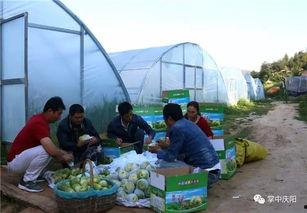 庆阳吃瓜视频,揭秘当地特色美食背后的故事