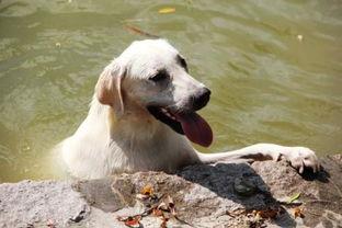 哈密瓜可以给狗吃么吗视频,宠物饮食新选择