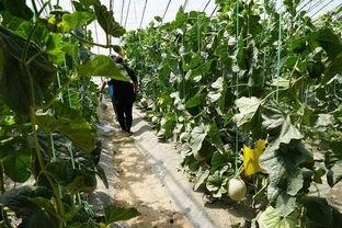 花果园吃瓜事件视频