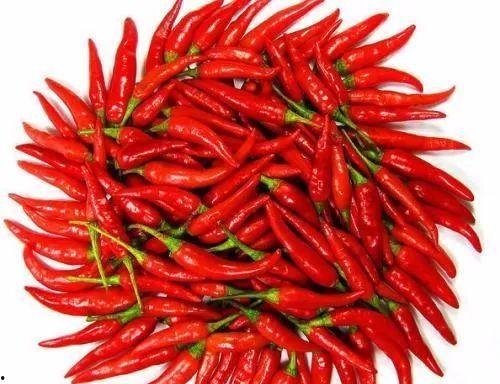 楠瓜喜欢吃辣椒吗视频大全