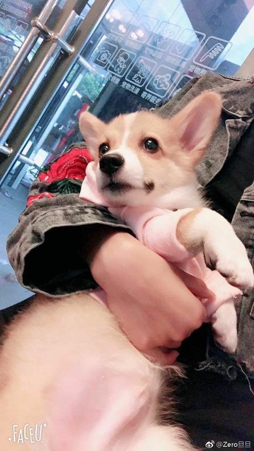 成都抓吃瓜狗事件视频,一场网络热议的宠物与公共秩序之争