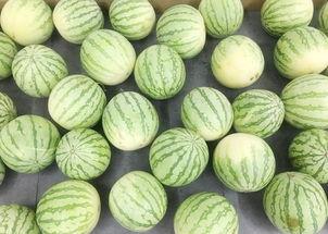 真吃瓜的视频,揭秘娱乐圈幕后故事，带你领略明星真实生活