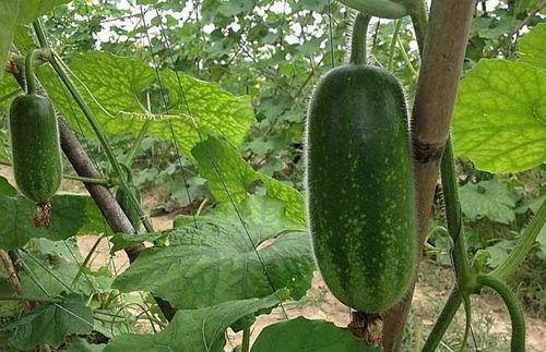 韶关毛师傅吃瓜视频,揭秘民间美食背后的故事