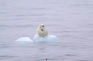 北极熊吃哈密瓜视频,冰原上的甜蜜邂逅