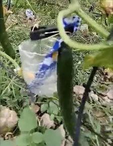 大邑吃瓜事件真相视频大全,揭秘真相背后的视频大全