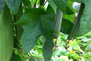 微信吃瓜颜色视频,一场视觉盛宴背后的秘密