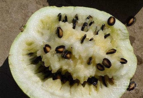 籽瓜可以熬熬热吃吗视频,热食体验，解锁美味新境界