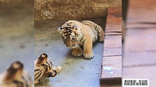 各主播吃瓜小老虎视频下载,主播视频下载背后的精彩瞬间