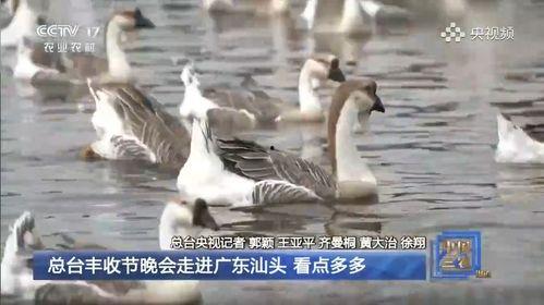 大鹅吃瓜视频真实的故事,一场意外引发的乡村奇闻