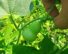 手捻葫芦瓜可以吃吗视频