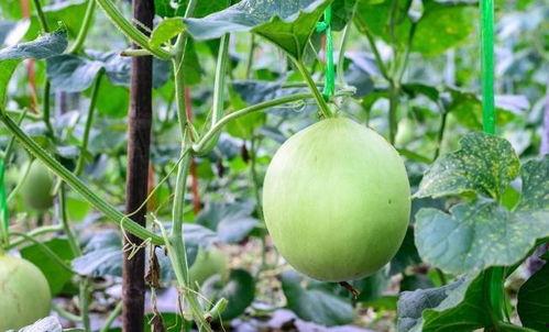 吃瓜吃的喉咙疼视频,揭秘“吃瓜群众”喉咙疼的真相