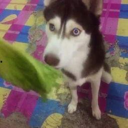 哈士猪吃瓜最新视频播放,萌态可掬引网友热议