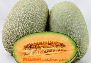 吃哈密瓜唱歌好吗视频大全