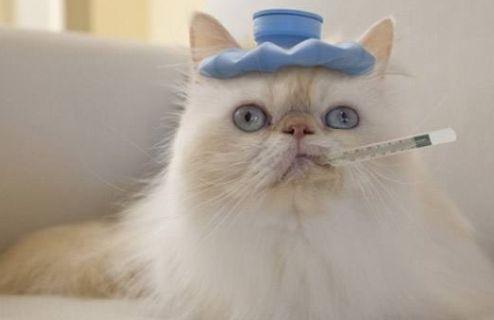 猫咪敢吃哈密瓜吗视频,揭秘哈密瓜在猫世界中的神秘面纱