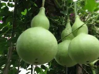 葫芦瓜怎么卷着吃视频