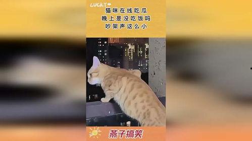 吵架猫猫吃瓜视频播放,网友直呼“太真实！”